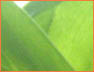 Leaf Close-up4