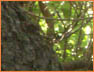 Curled Oak