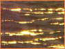 Ripple Sunset